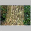 Nester der Ectemnius cephalotes - Grabwespe - Osnabrueck-Menslage - Wald - 01.jpg